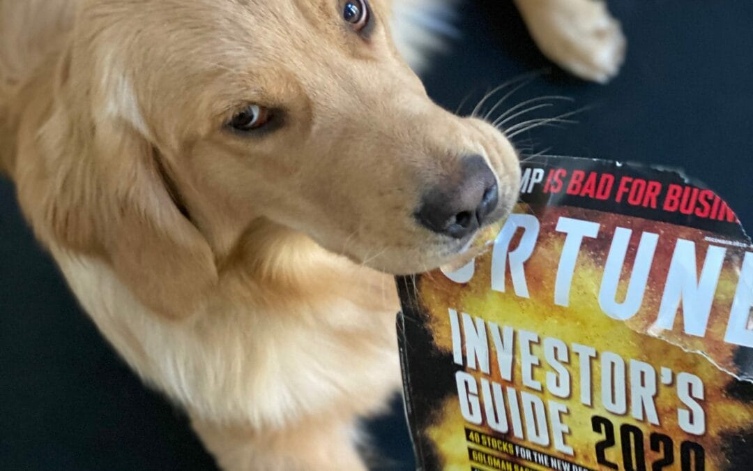 Here’s Lookin’ at You, Dog